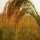 Illustration for article titled Friendly fungi could revolutionize rice farming